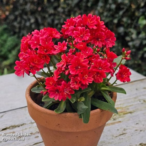Lewisia cotyledon 'Sunset Glow'
