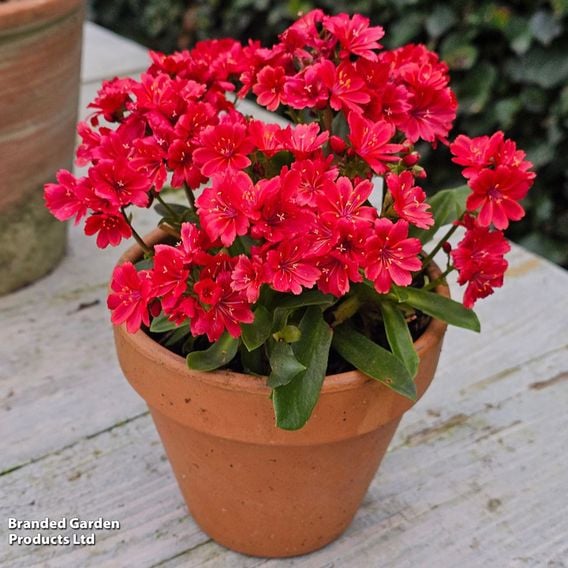 Lewisia cotyledon 'Sunset Glow'