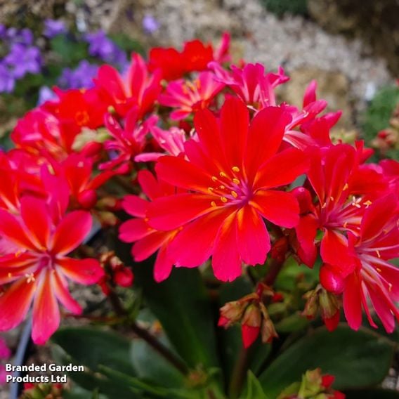 Lewisia cotyledon 'Sunset Glow'