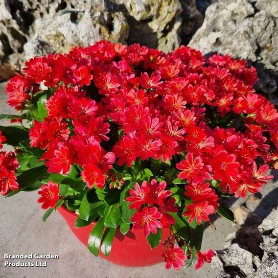 Lewisia cotyledon 'Sunset Glow'