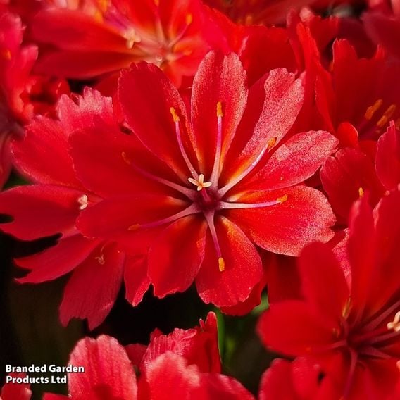 Lewisia cotyledon 'Sunset Glow'