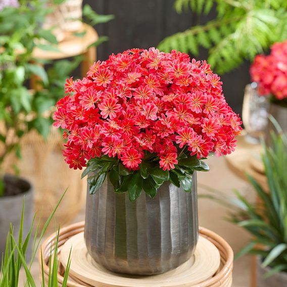 Lewisia cotyledon 'Sunset Glow'