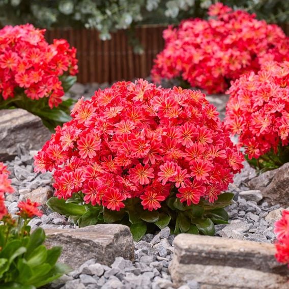 Lewisia cotyledon 'Sunset Glow'