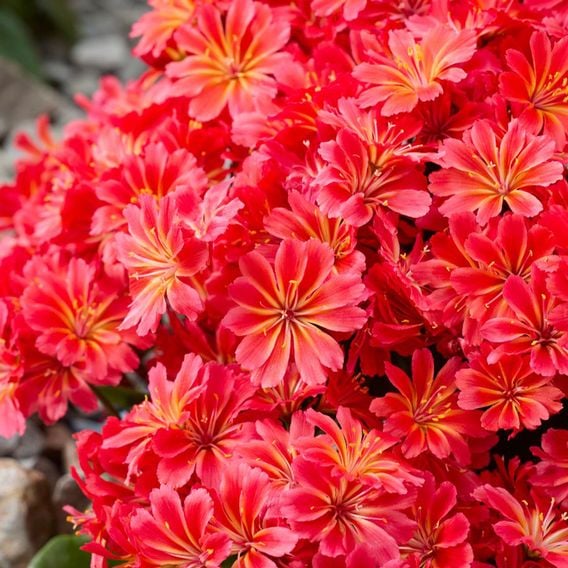 Lewisia cotyledon 'Sunset Glow'