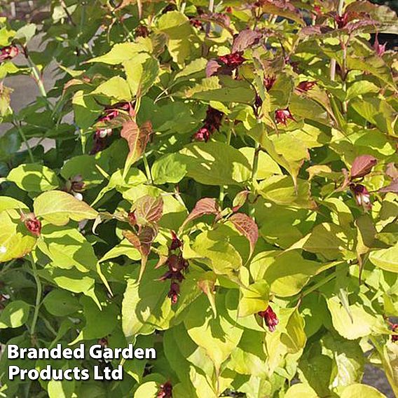 Leycesteria formosa 'Golden Lanterns'