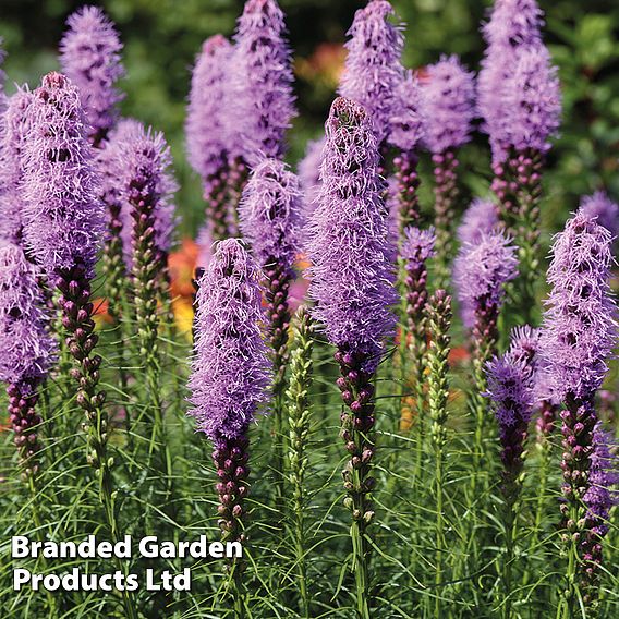 Liatris Spicata