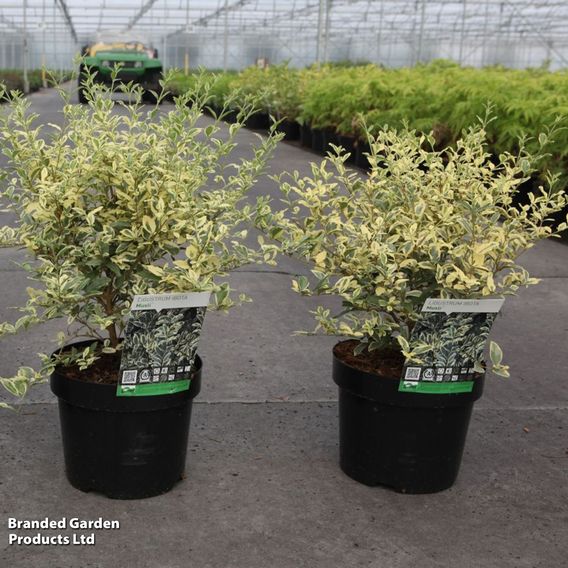 Ligustrum ibota 'Musli'
