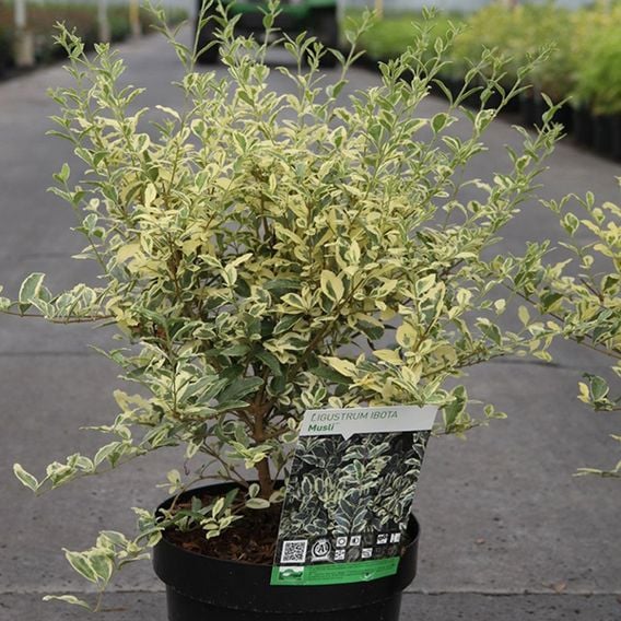 Ligustrum ibota 'Musli'