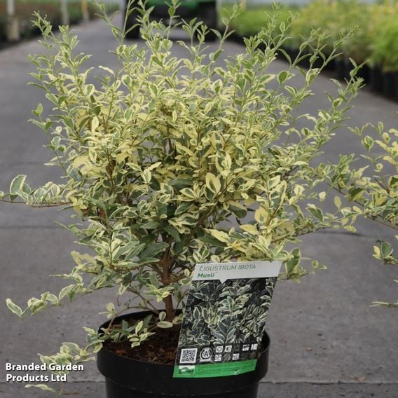 Ligustrum ibota 'Musli'