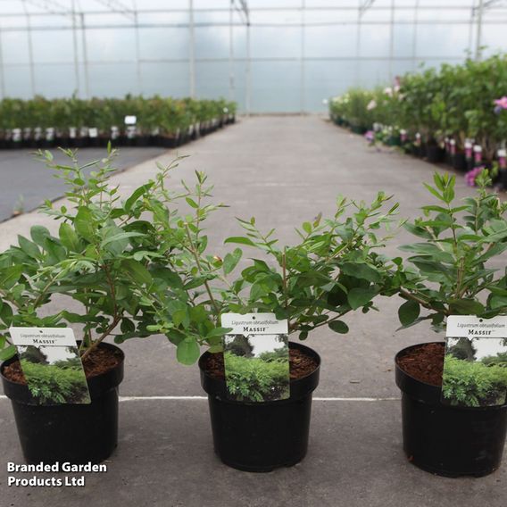 Ligustrum obtusifolium 'Massif'