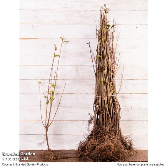 Golden Privet (Hedging)