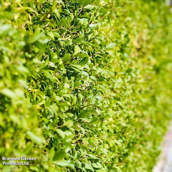 Golden Privet (Hedging)