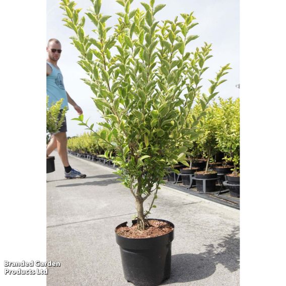 Golden Privet (Hedging)