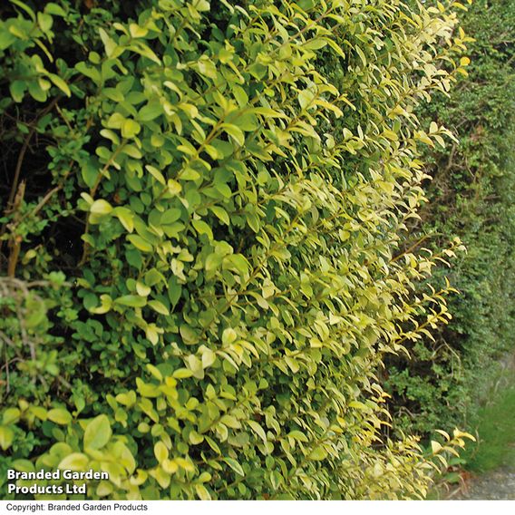 Golden Privet (Hedging)