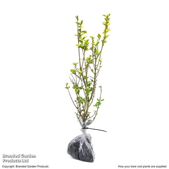 Golden Privet (Hedging)
