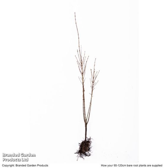 Ligustrum ovalifolium (Hedging)