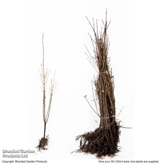 Ligustrum ovalifolium (Hedging)