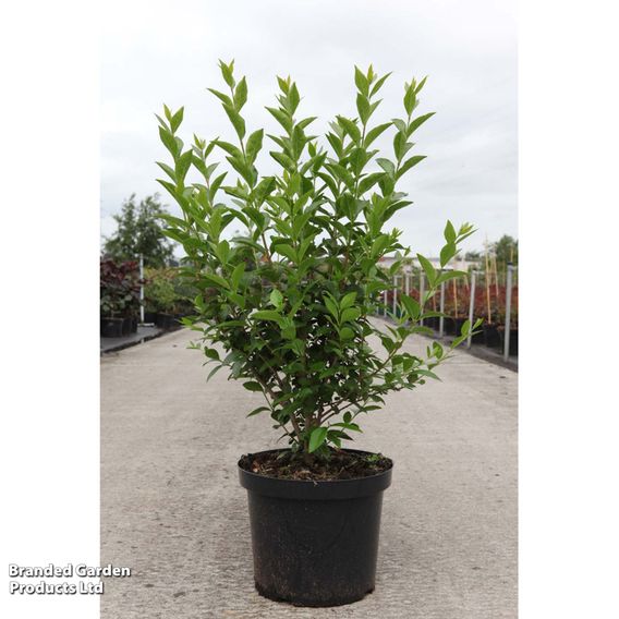 Ligustrum ovalifolium (Hedging)