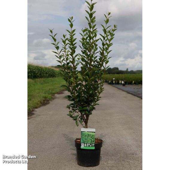 Ligustrum ovalifolium (Hedging)