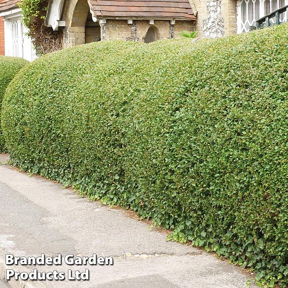 Ligustrum ovalifolium (Hedging)