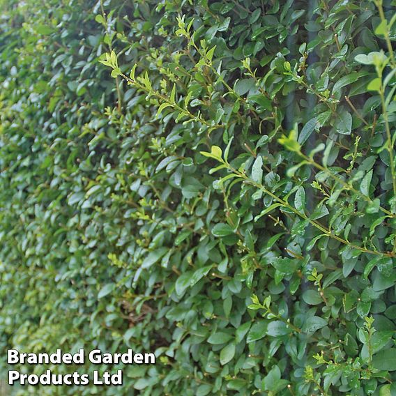 Ligustrum ovalifolium (Hedging)