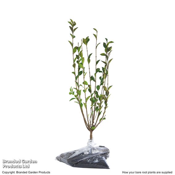 Ligustrum ovalifolium (Hedging)