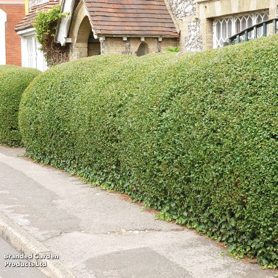 Ligustrum ovalifolium (Hedging)