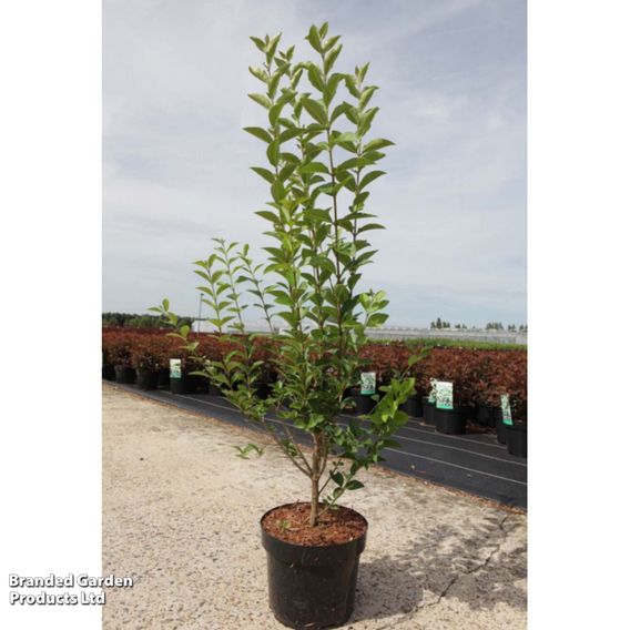 Ligustrum ovalifolium (Hedging)