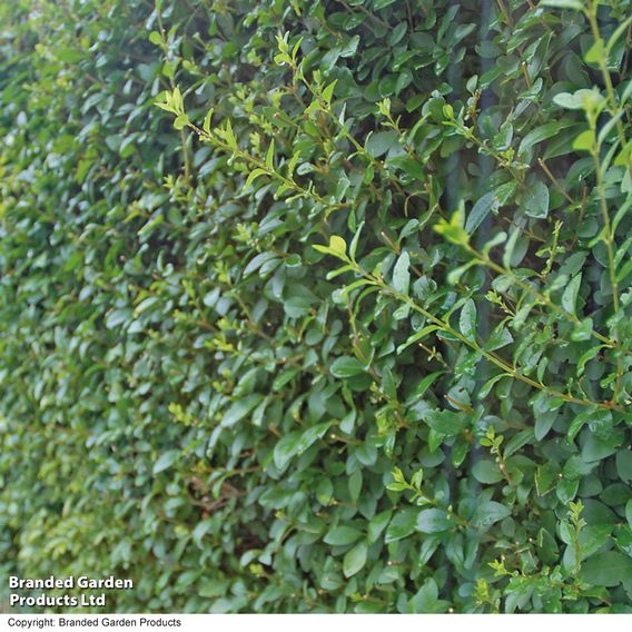 Ligustrum ovalifolium (Hedging)