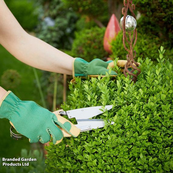 Ligustrum ovalifolium (Hedging)