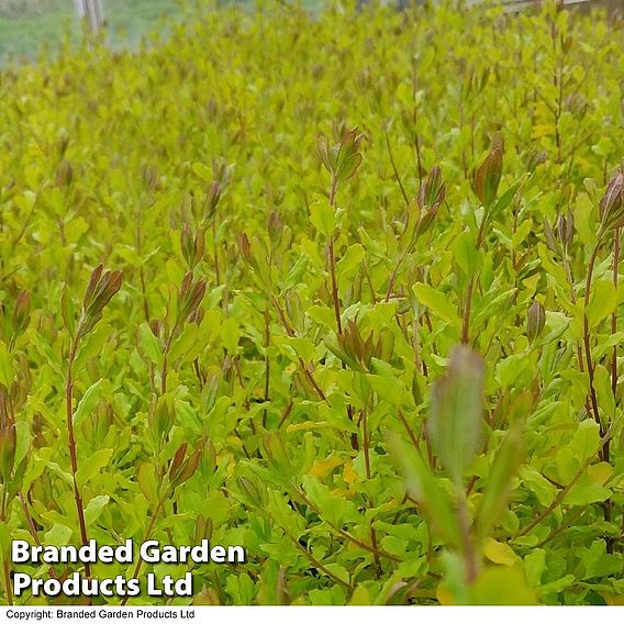 Ligustrum sinense 'Sunshine'