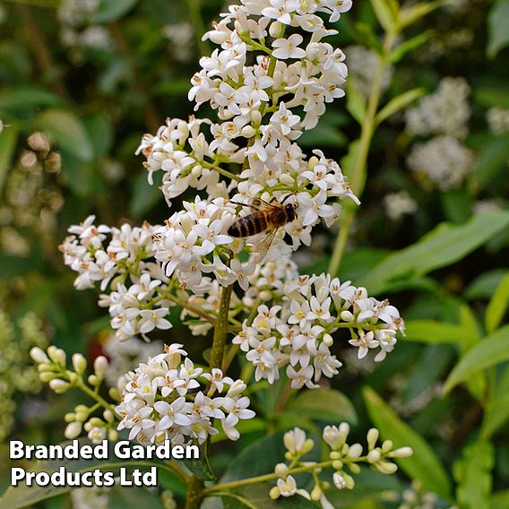 Ligustrum vulgare 'Liga'