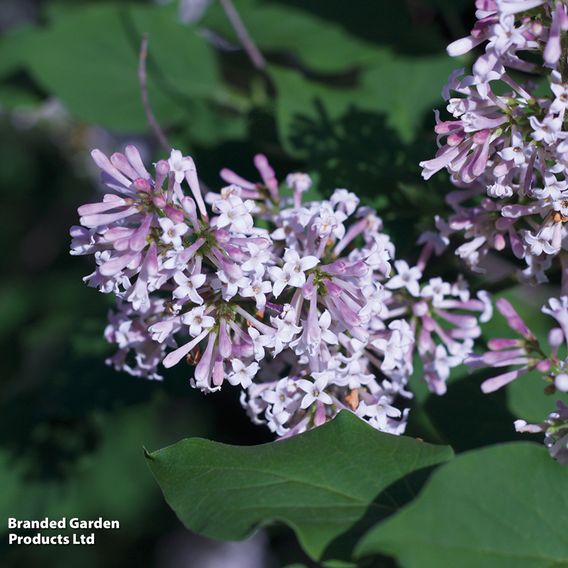 Lilac 'Miss Kim'