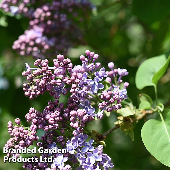 Lilac 'President Grevy'