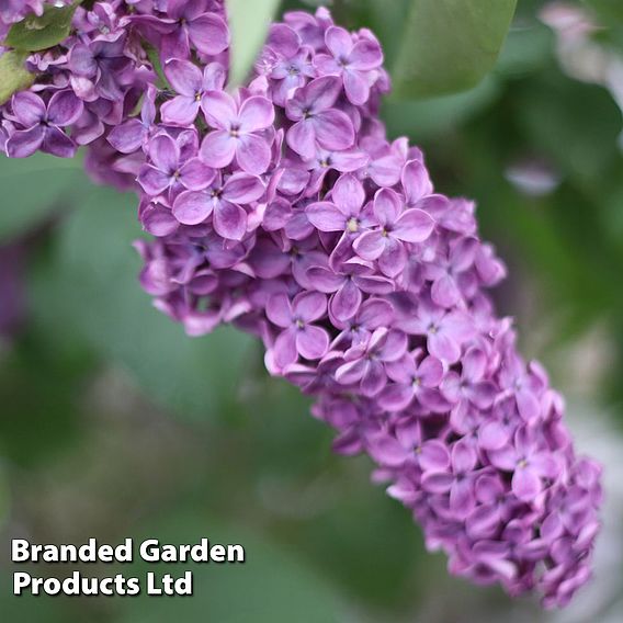 Lilac 'Saugeana'