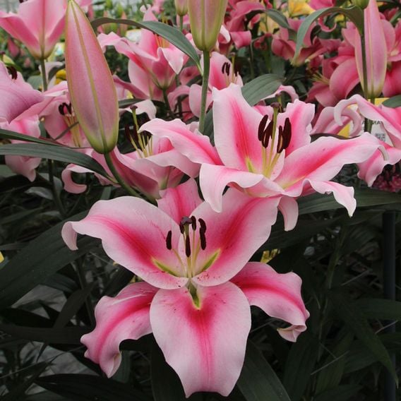 Lily 'Frontera'