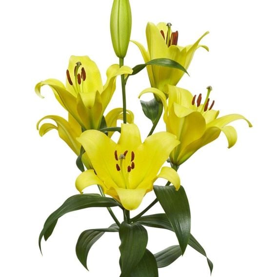 Lily 'Moonlight'