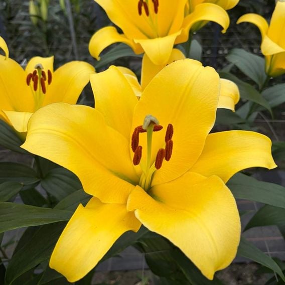 Lily 'Moonlight'