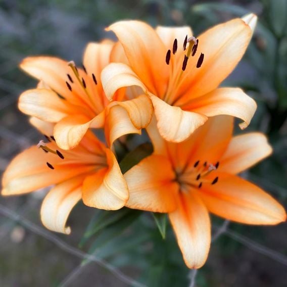 Lily 'Orange Emperor'