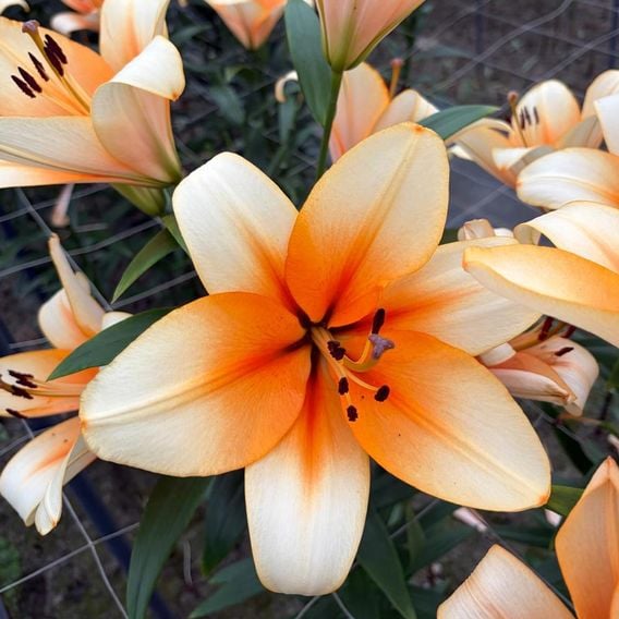 Lily 'Orange Emperor'