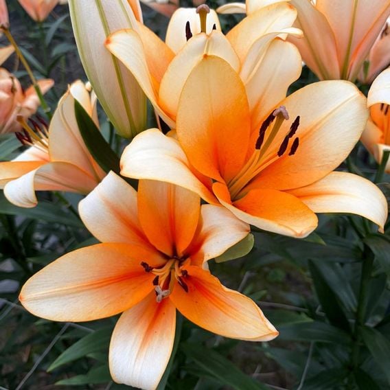 Lily 'Orange Emperor'