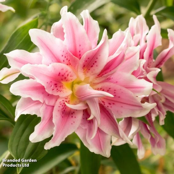 Roselily 'Double Nowa'