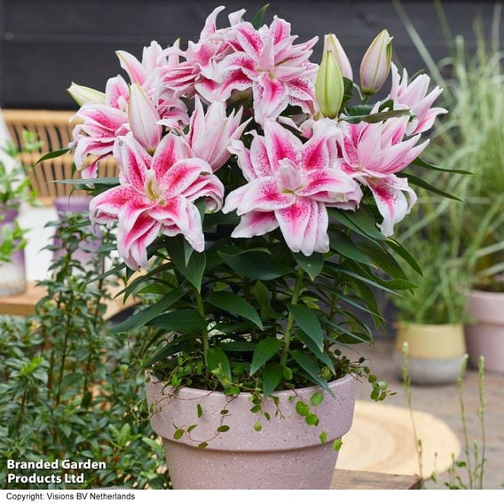 Roselily 'Double Nowa'