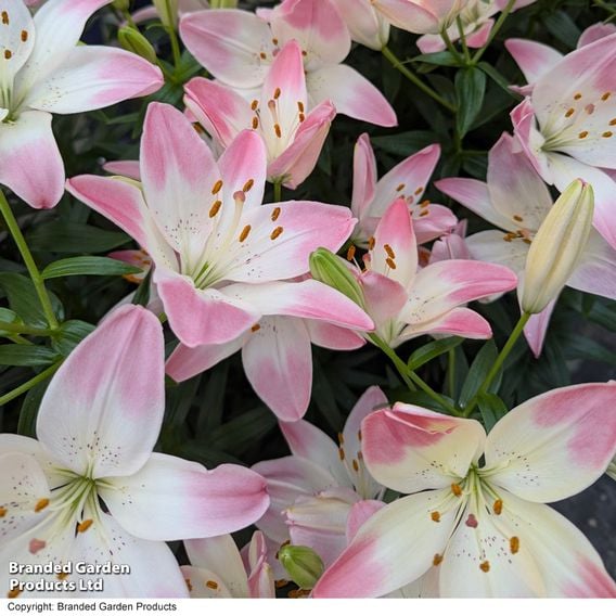 Lily 'Sugar Love'