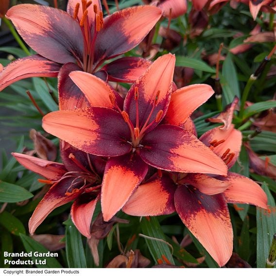 Lily 'Tiny Ink'