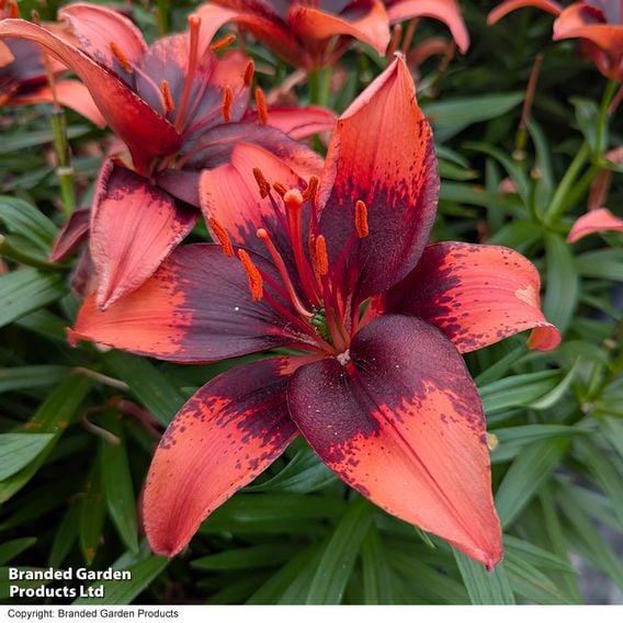 Lily 'Tiny Ink'