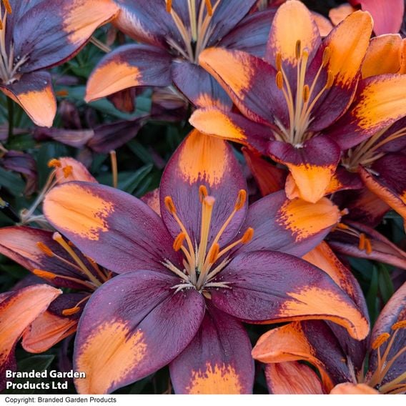 Lily 'Tiny Lion'