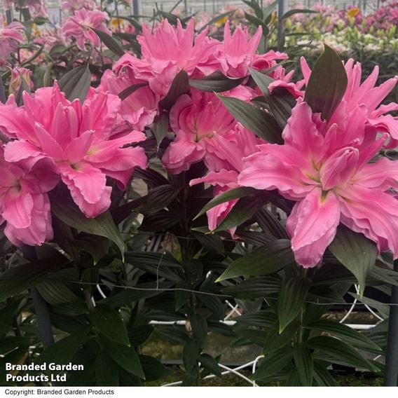 Lily 'Ansalusie'