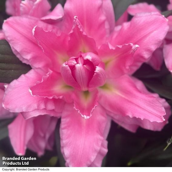 Lily 'Ansalusie'