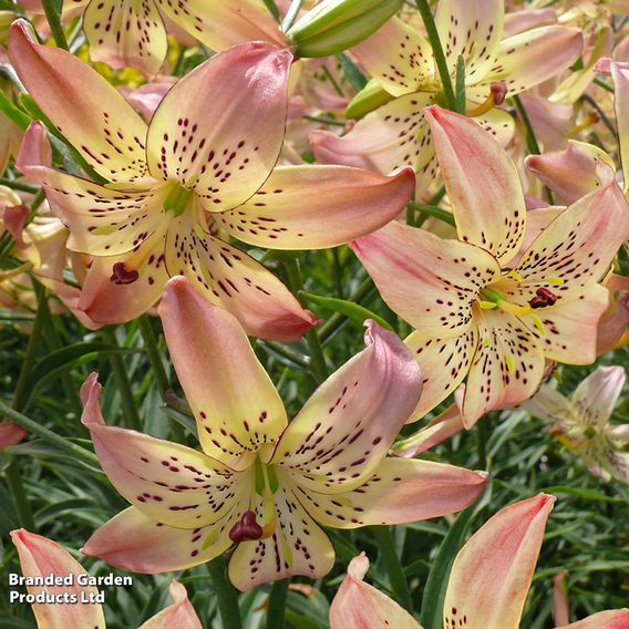 Lily 'Corsage'